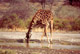 Giraffa nel Masai Mara