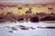 Ippopotami e zebre al Ngorongoro