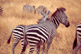 Zebre al Masai Mara