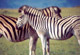 Zebre a Spionkop Game Reserve