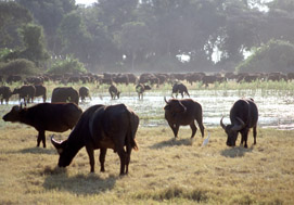 Bufali sull'Okawango