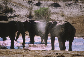 Il bagno degli elefanti