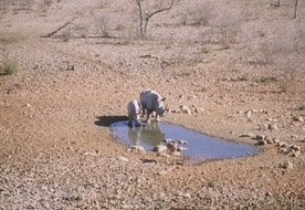 Rinoceronti a Ongava
