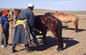 Si preparano i cavalli per il Festival del Naadam