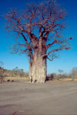 Baobab a Savuti