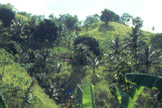 Vegetazione Tropicale