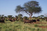 Bufali nello Tsavo
