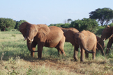 Elefanti rossi