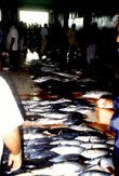Mercato del pesce di Male