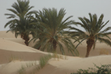 La sabbia avanza nell'oasi