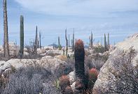 Cactus della Baja California