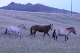 Cavalli nel Khustai
