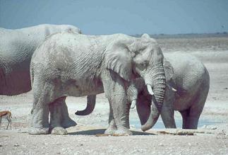Elefanti nell'Etosha