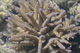 Coralli 2