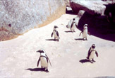 Pinguini a Boulder