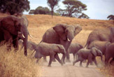 Famiglia di elefanti al Tarangire