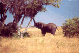 Il pranzo dell'elefante