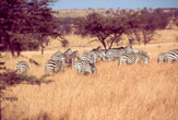 Zebre nel Serengeti