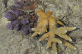 Coralli viola e gialli